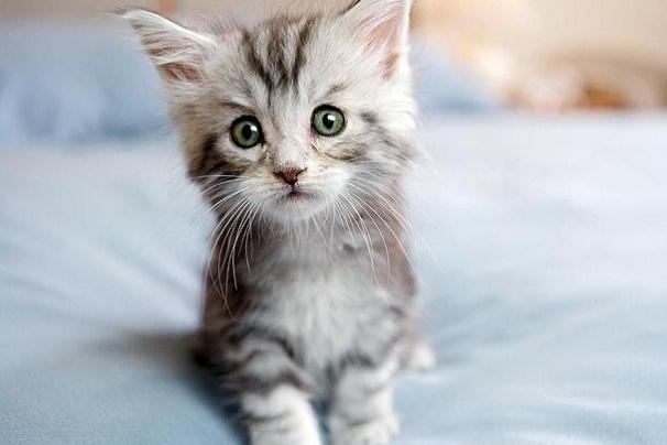 kitten